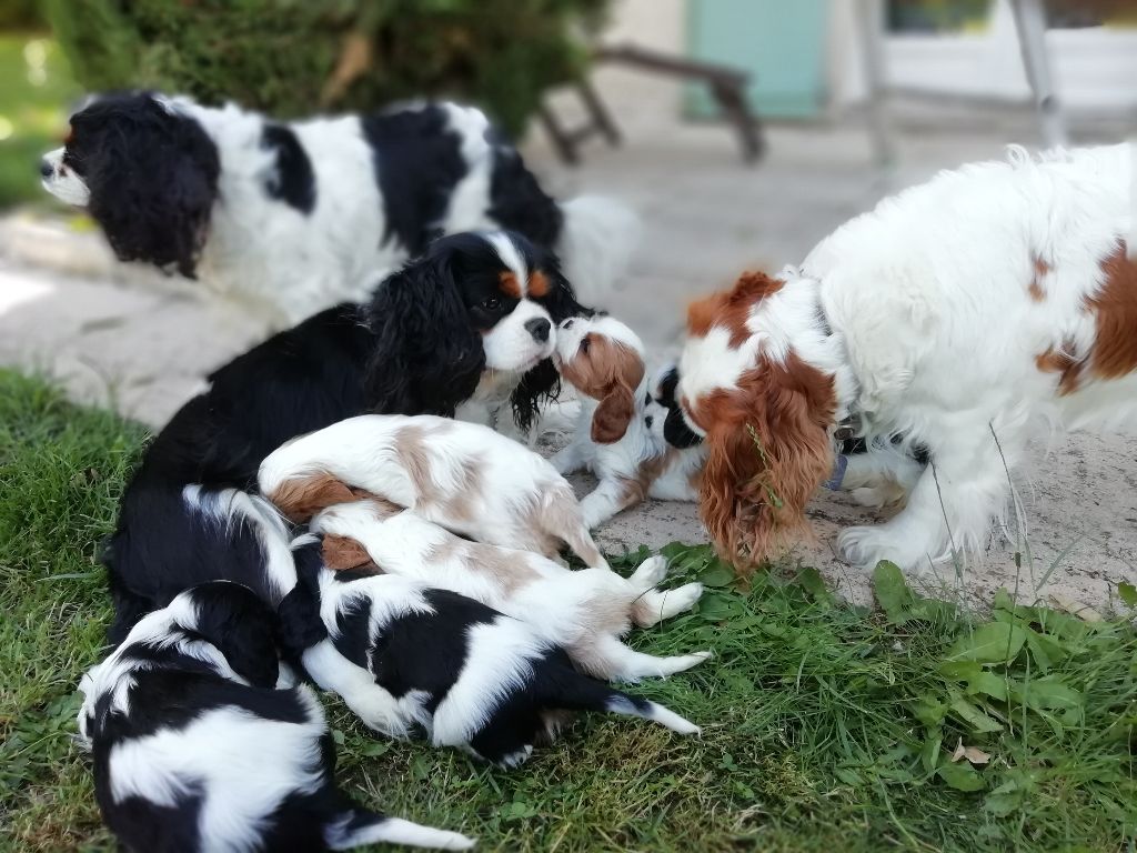 du clos de Montourtier - Naissance chiots