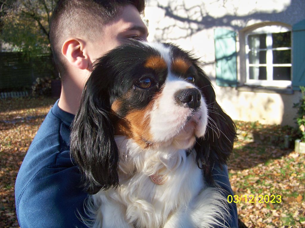 Tennessee Du Domaine Des Etoiles D'Argos