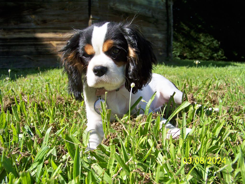Vanyna du clos de Montourtier