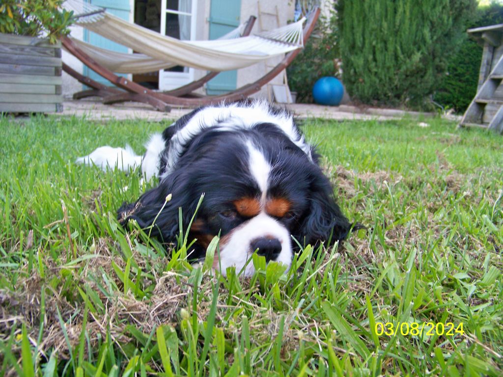 Tennessee du Domaine des Etoiles d'Argos