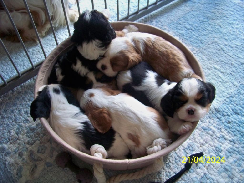 Vanyna va avoir des chiots fin octobre 2025