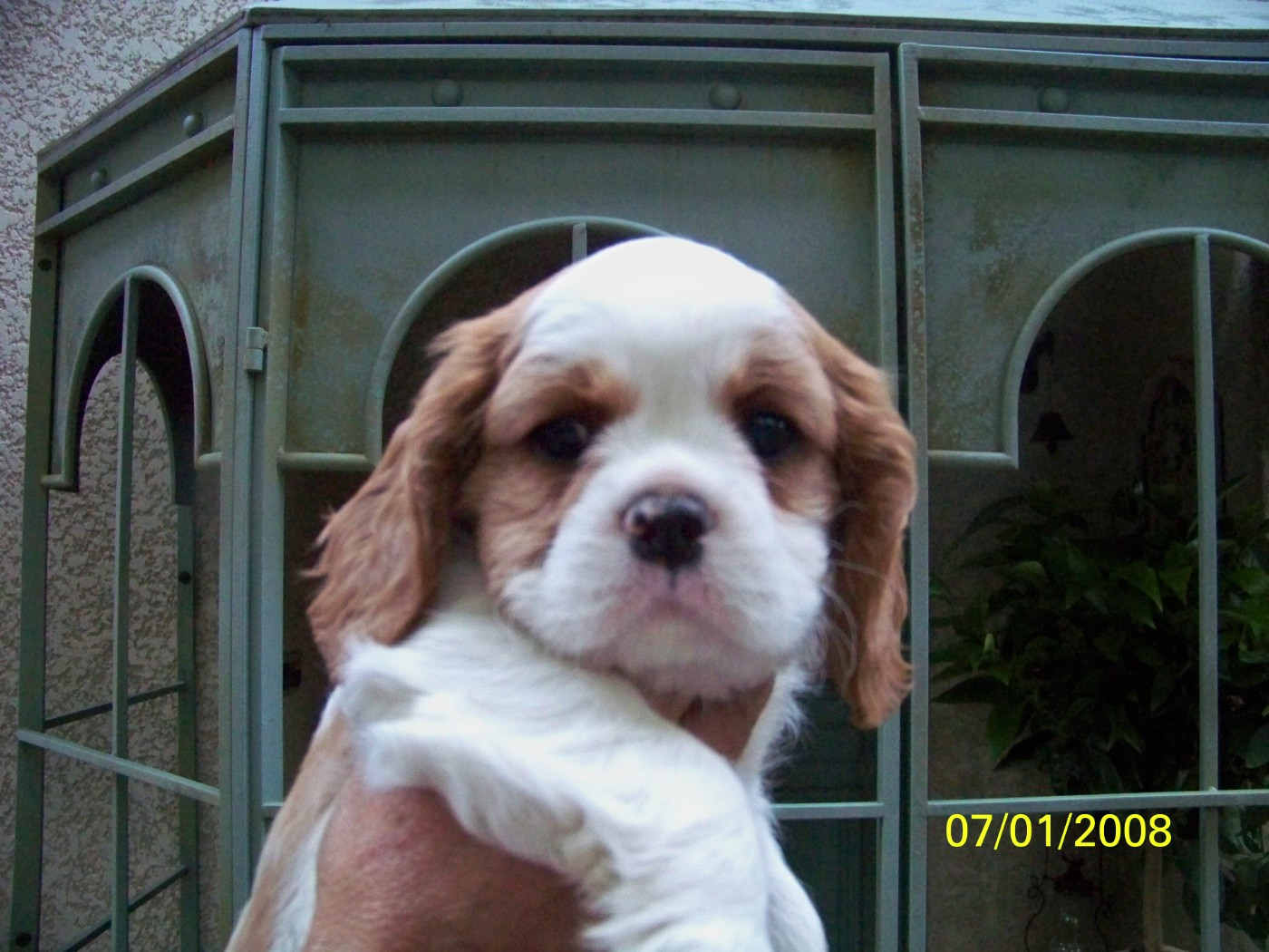du clos de Montourtier - Chiots disponibles - Cavalier King Charles Spaniel